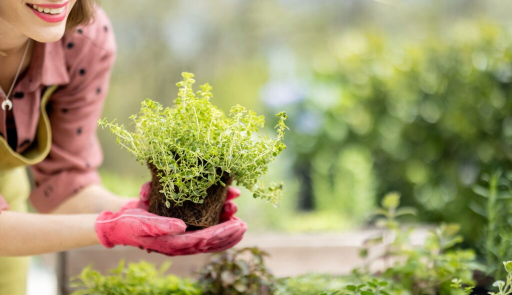 Cultivo de ervas em casa um guia prático