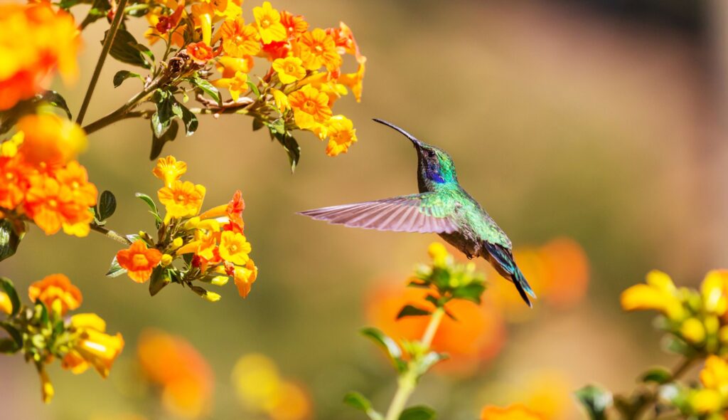 Adote um beija-flor com um jardim especial