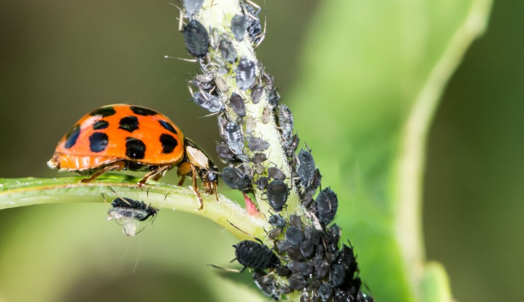 Como combater pragas e doenças em suas plantas de interior