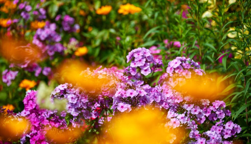 Flores cheirosas: Transforme seu jardim em um paraíso perfumado