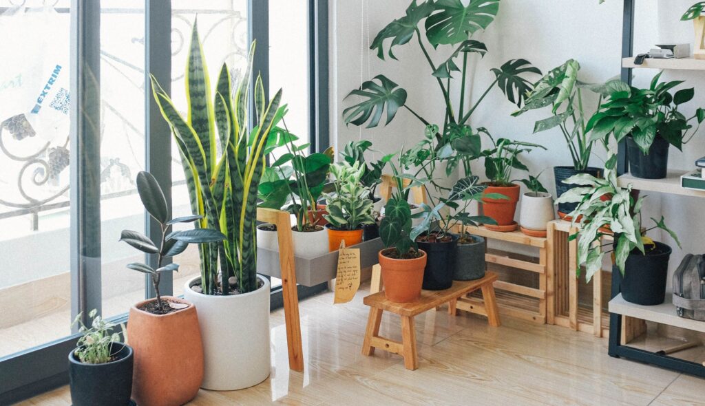 Plantas para Casa: As 10 melhores para purificar o seu ar