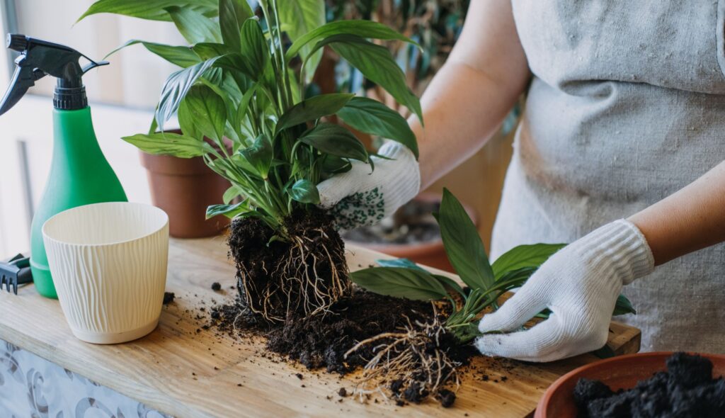 Mudas de plantas: Cultivando a beleza de suas plantas favoritas