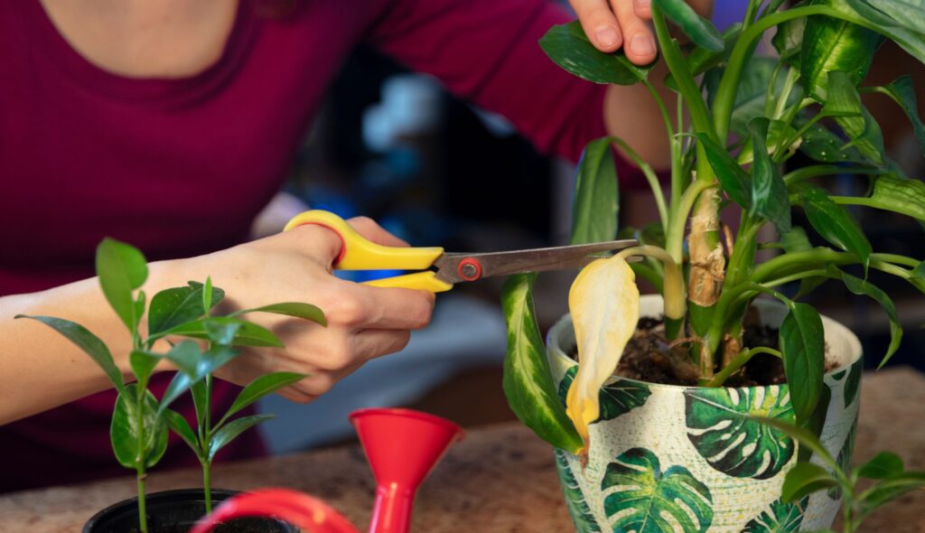 Plantas fáceis de cuidar e dicas para jardineiros iniciantes