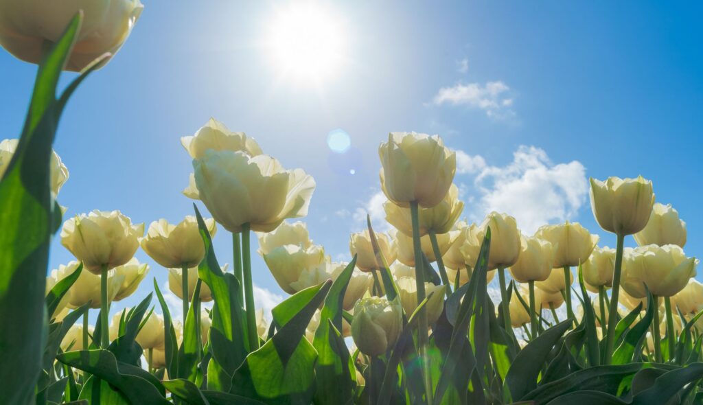 Um jardim de flores e plantas resistentes ao sol