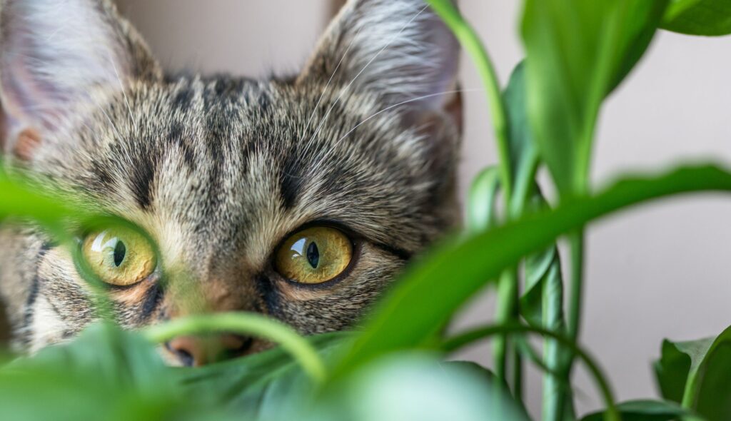 Conheça as plantas tóxicas e proteja o seu animal de estimação